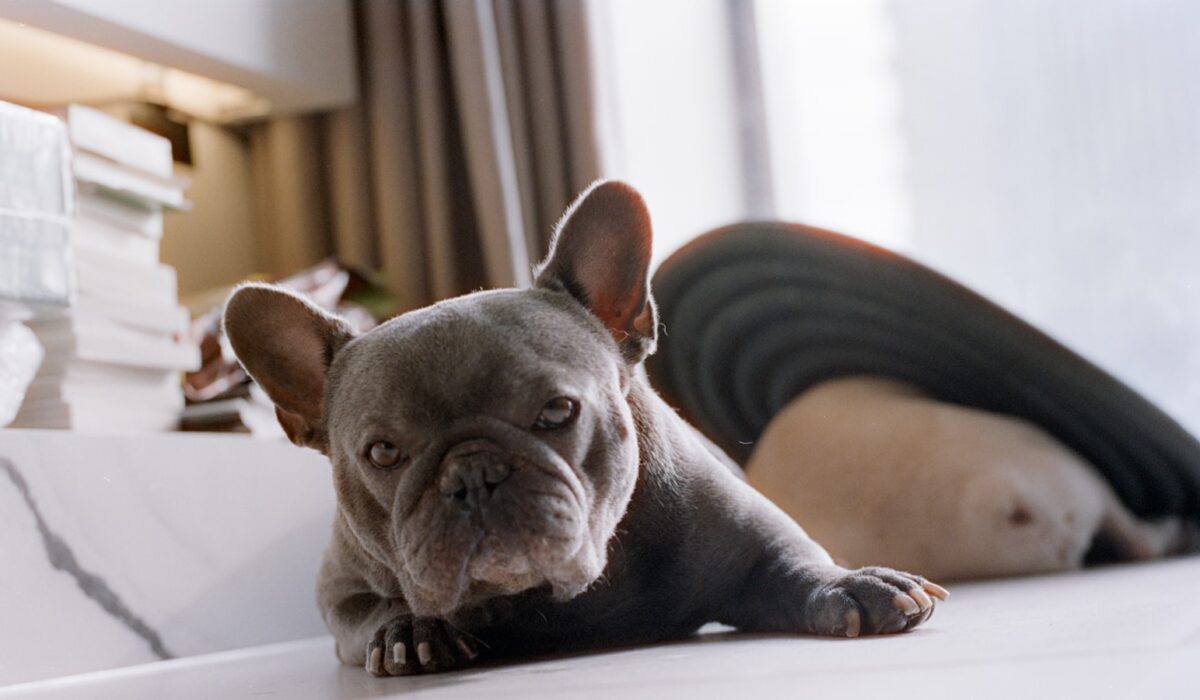 Pet-Friendly Tiny Living: Dogs and Cats in Small Spaces