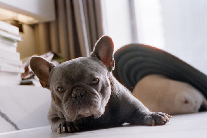 Pet-Friendly Tiny Living: Dogs and Cats in Small Spaces